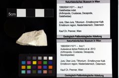 Foto (Objket + Etiketten) von Aulavescus tectus (Robins et al., 2013) 